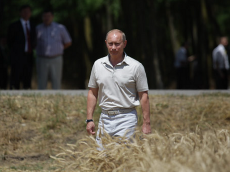 Putin in wheat field