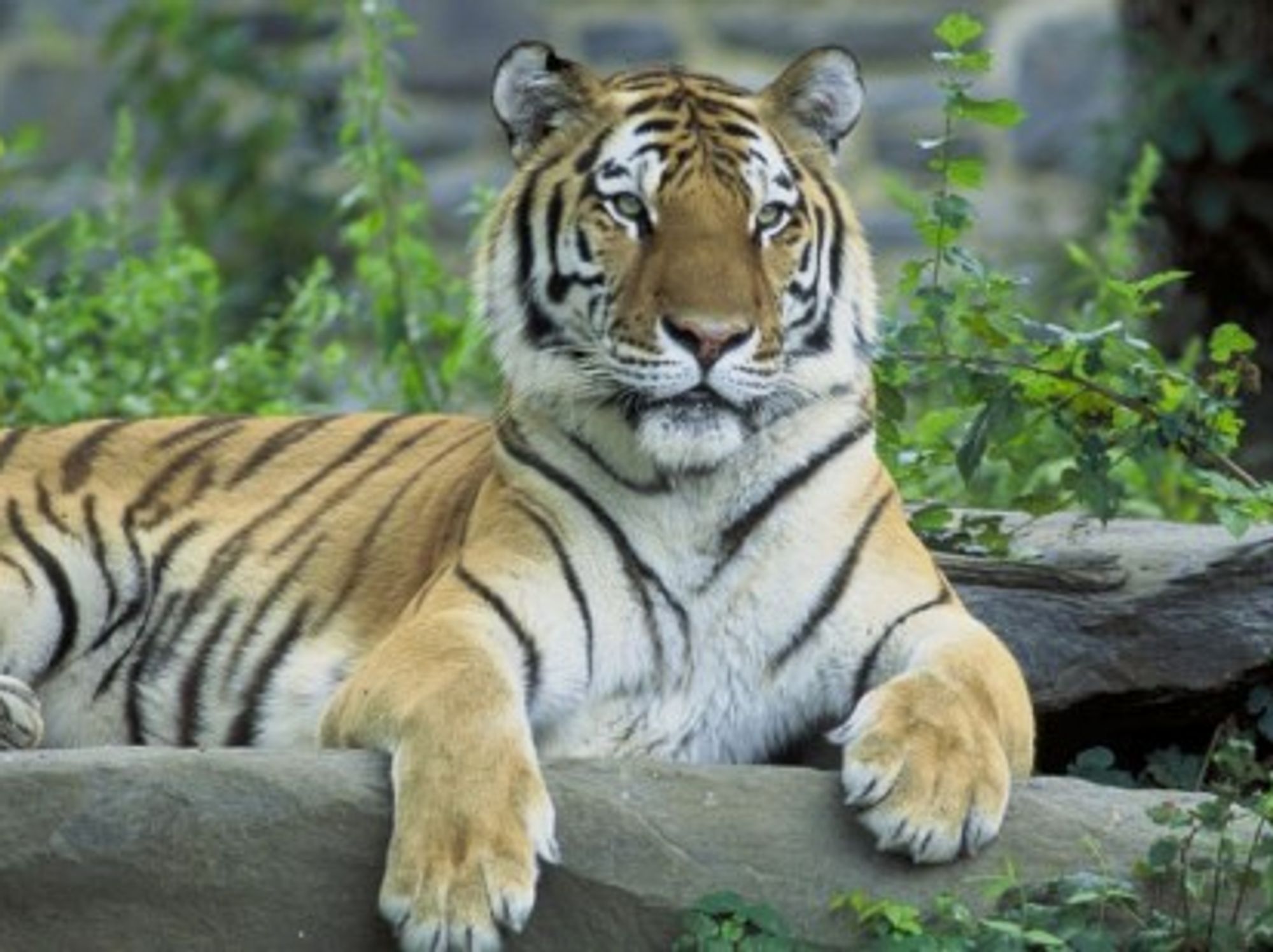 Putin's Tiger Goes Rogue, Attacks Chinese Chickens