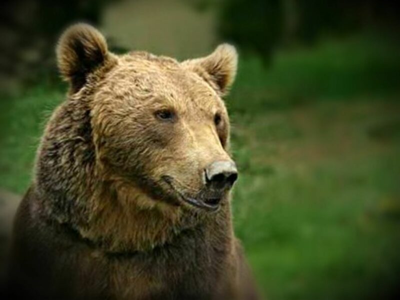 Pyrenean bear