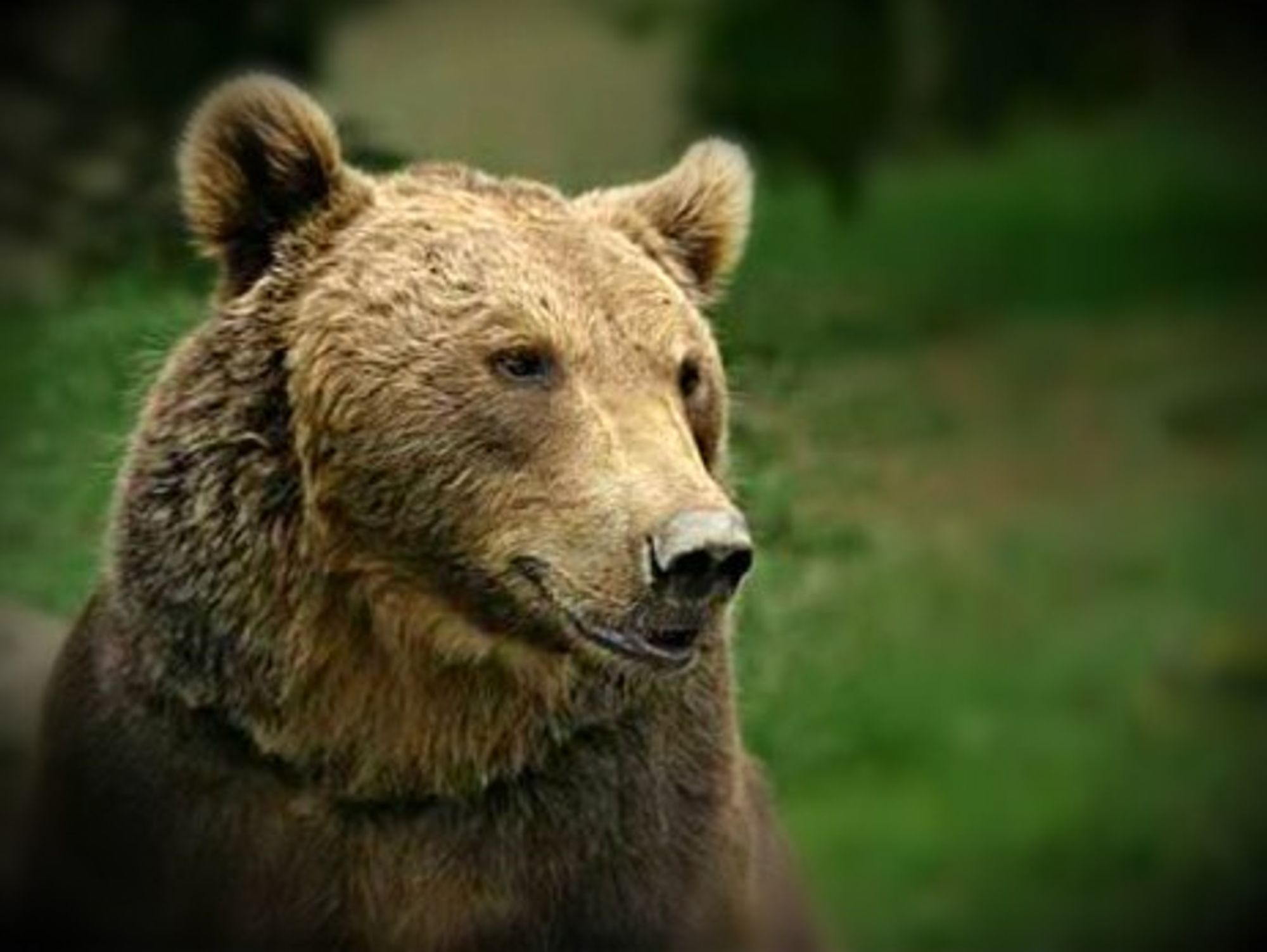 Pyrenean bear