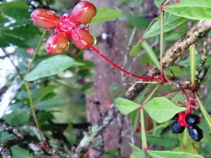 Quassia Amara