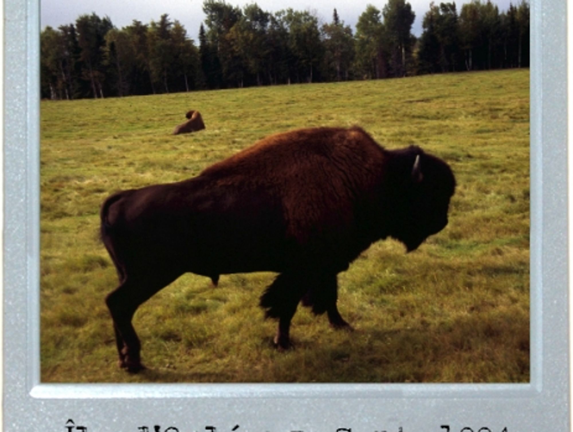 Quebec's Bison