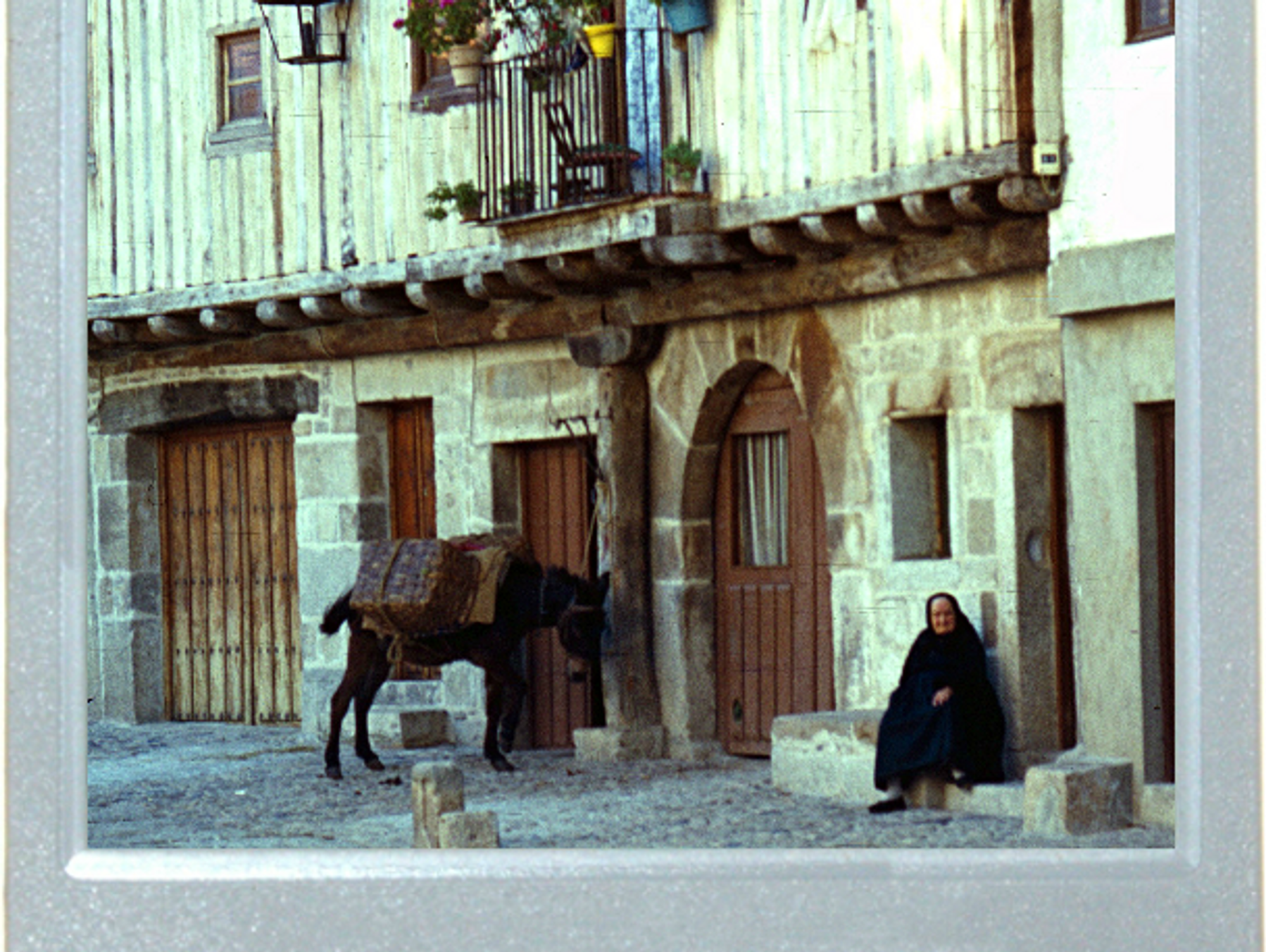 Quiet Mule And Barking Dogs