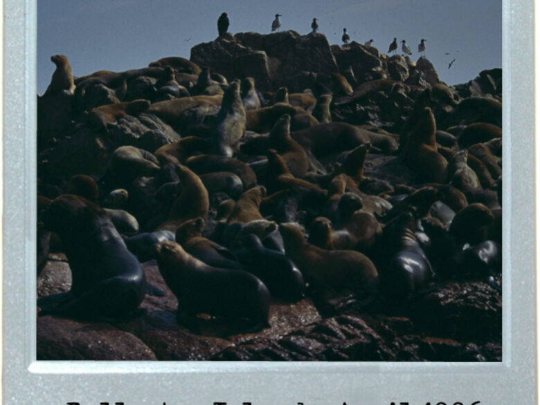 Raft Of The Seals