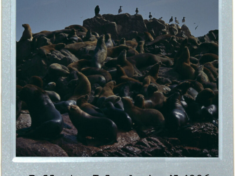 Raft Of The Seals