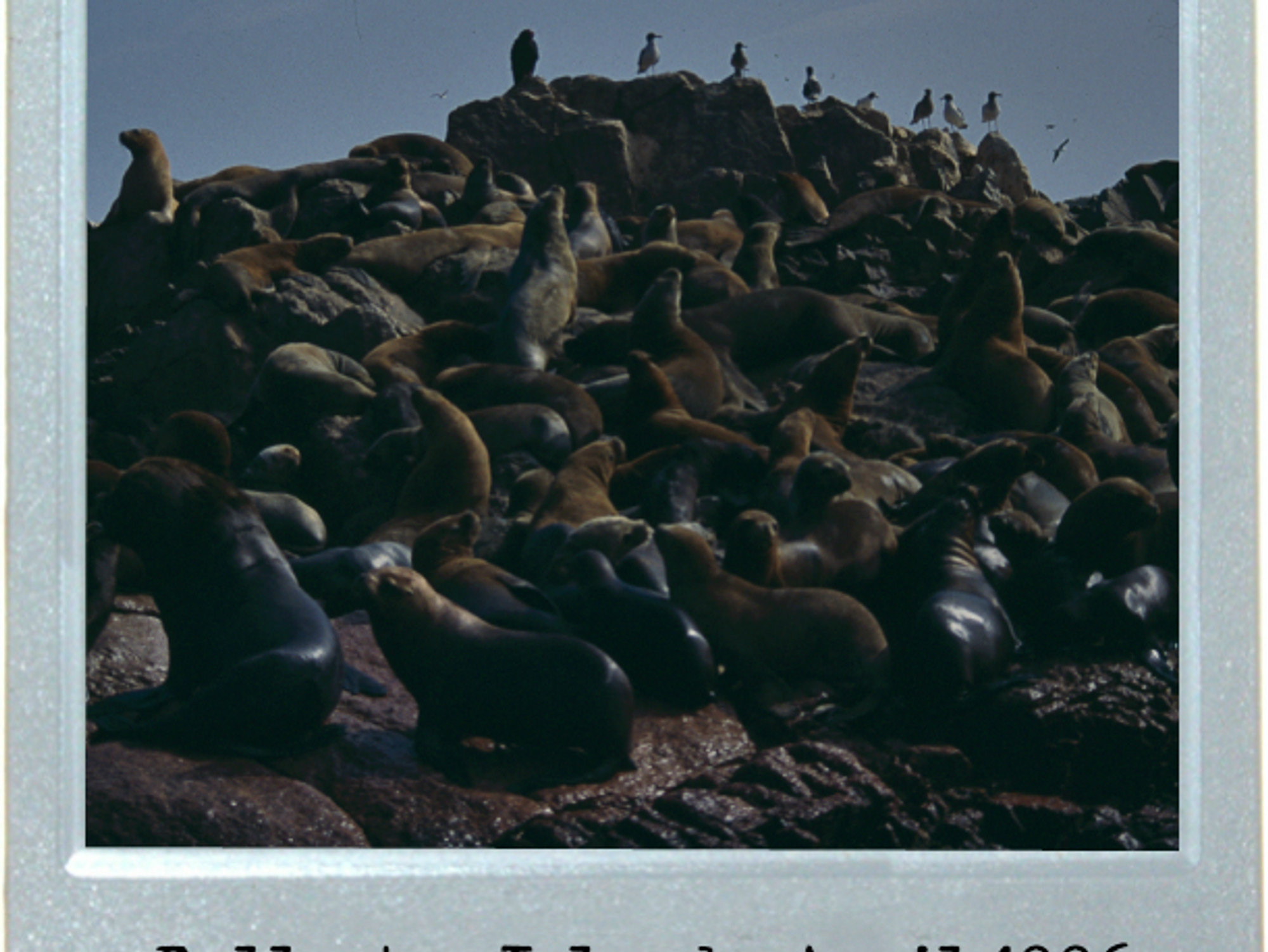 Raft Of The Seals