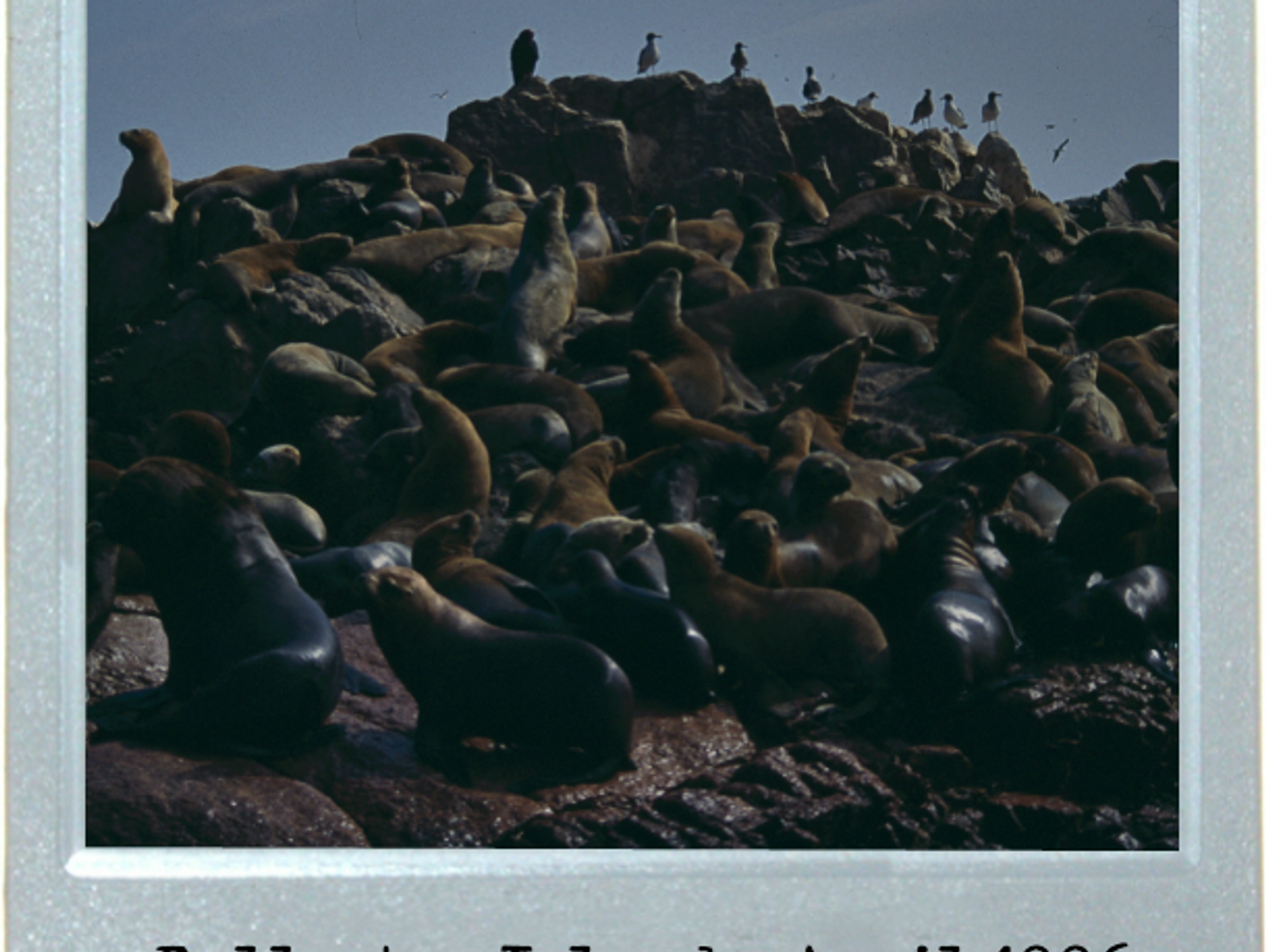 Raft Of The Seals