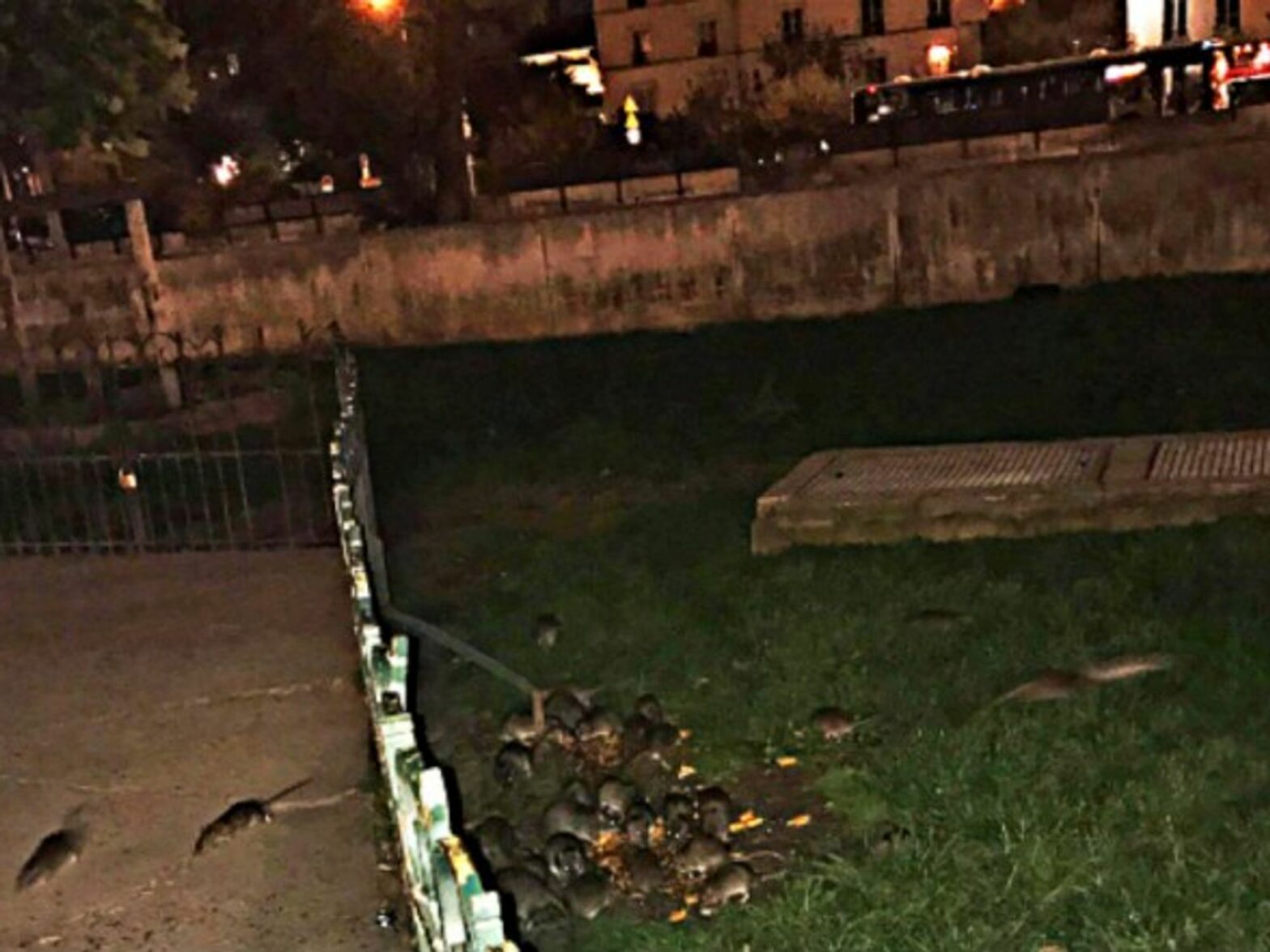 Rats devour leftover pizza at the Notre Dame Cathedral in Paris, France