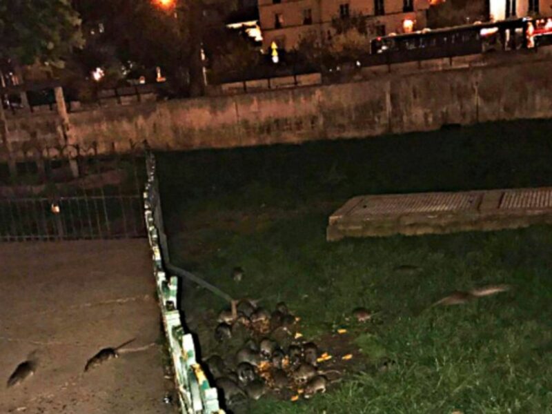 Rats devour leftover pizza at the Notre Dame Cathedral in Paris, France