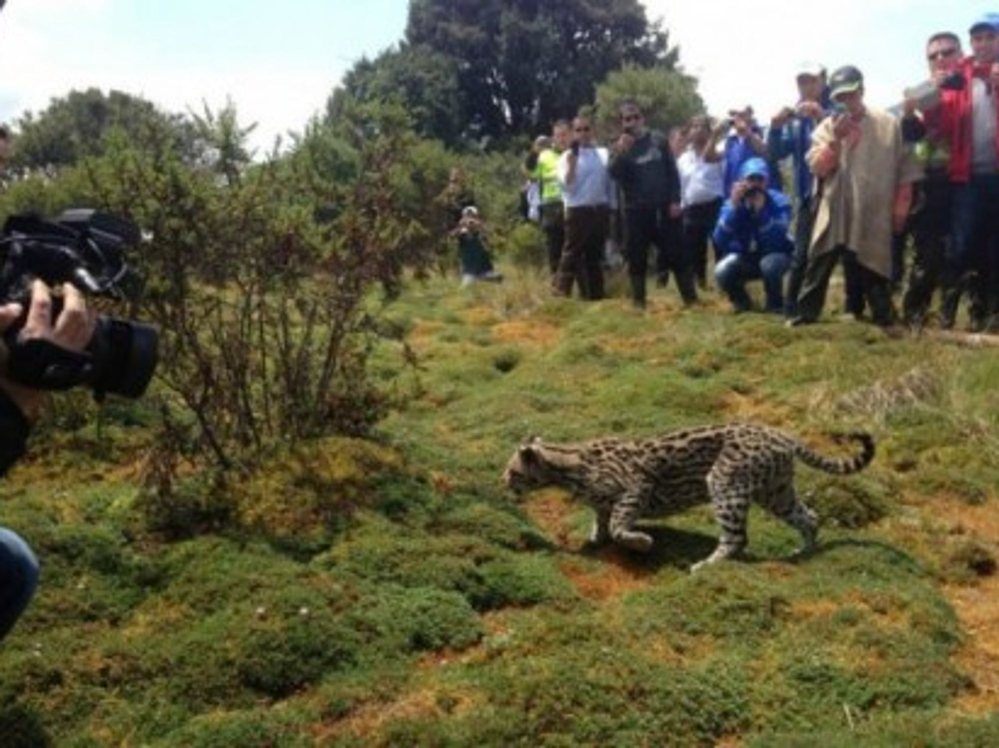 Rehabilitated Ocelots Freed In Colombia
