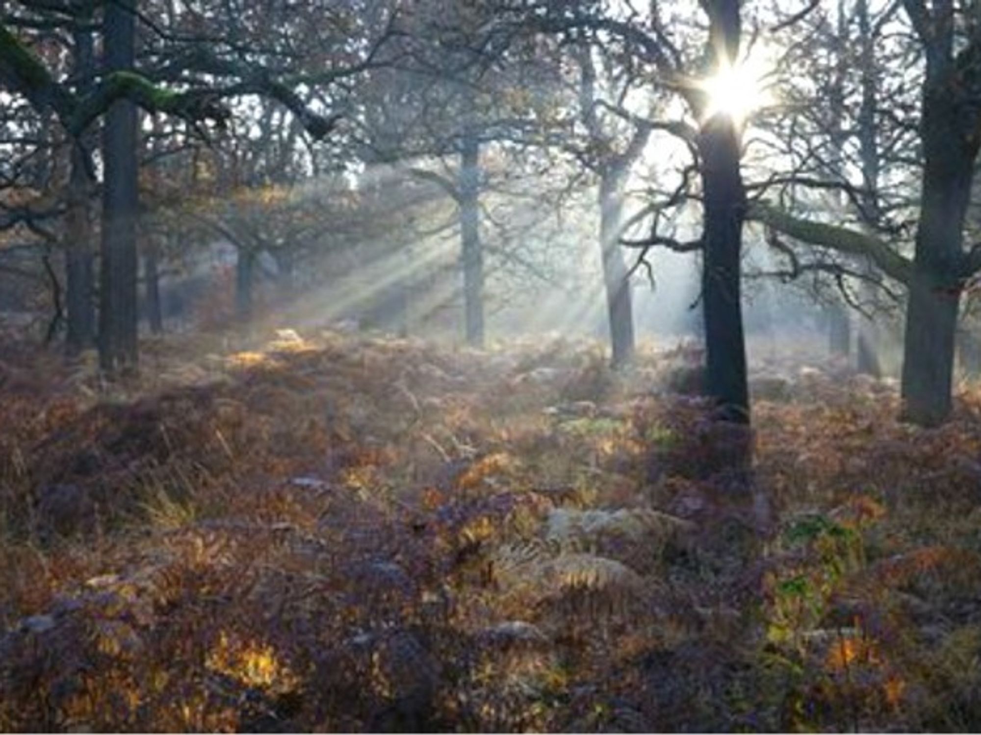 Reinhardswald, home of the Grimm Brothers' fairy tales