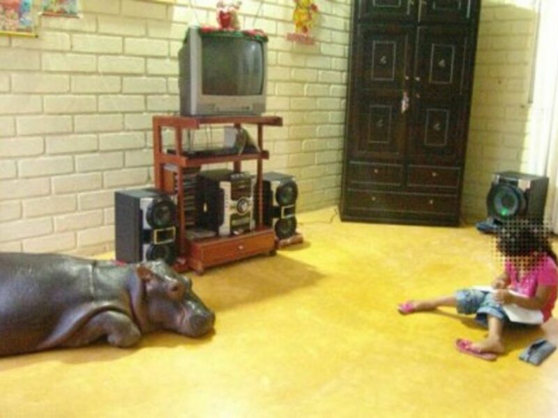 Remember Pablo Escobar's Hippos?