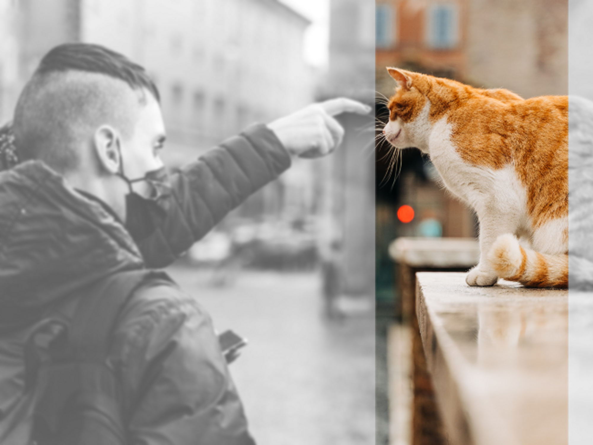 Requiem For A Stray Cat