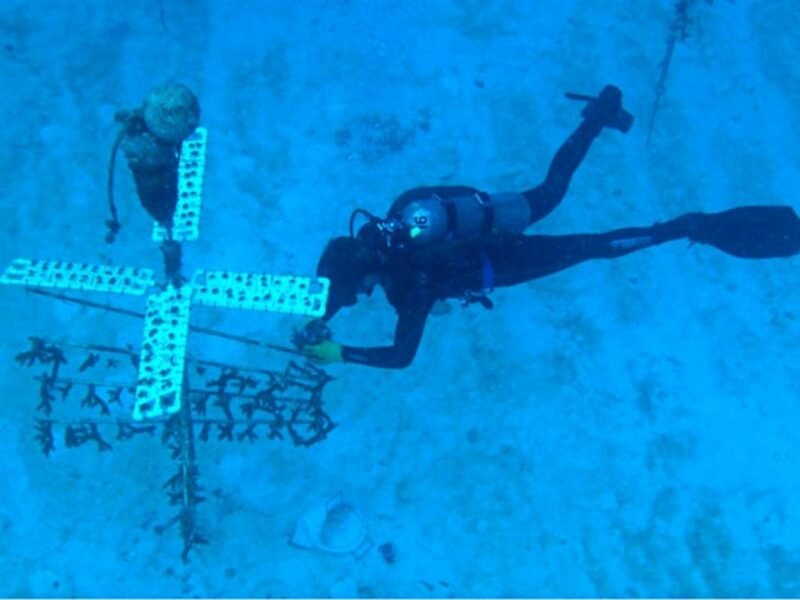 Research Associate Dalton Hesley of University of Miami collects staghorn coral to be replanted