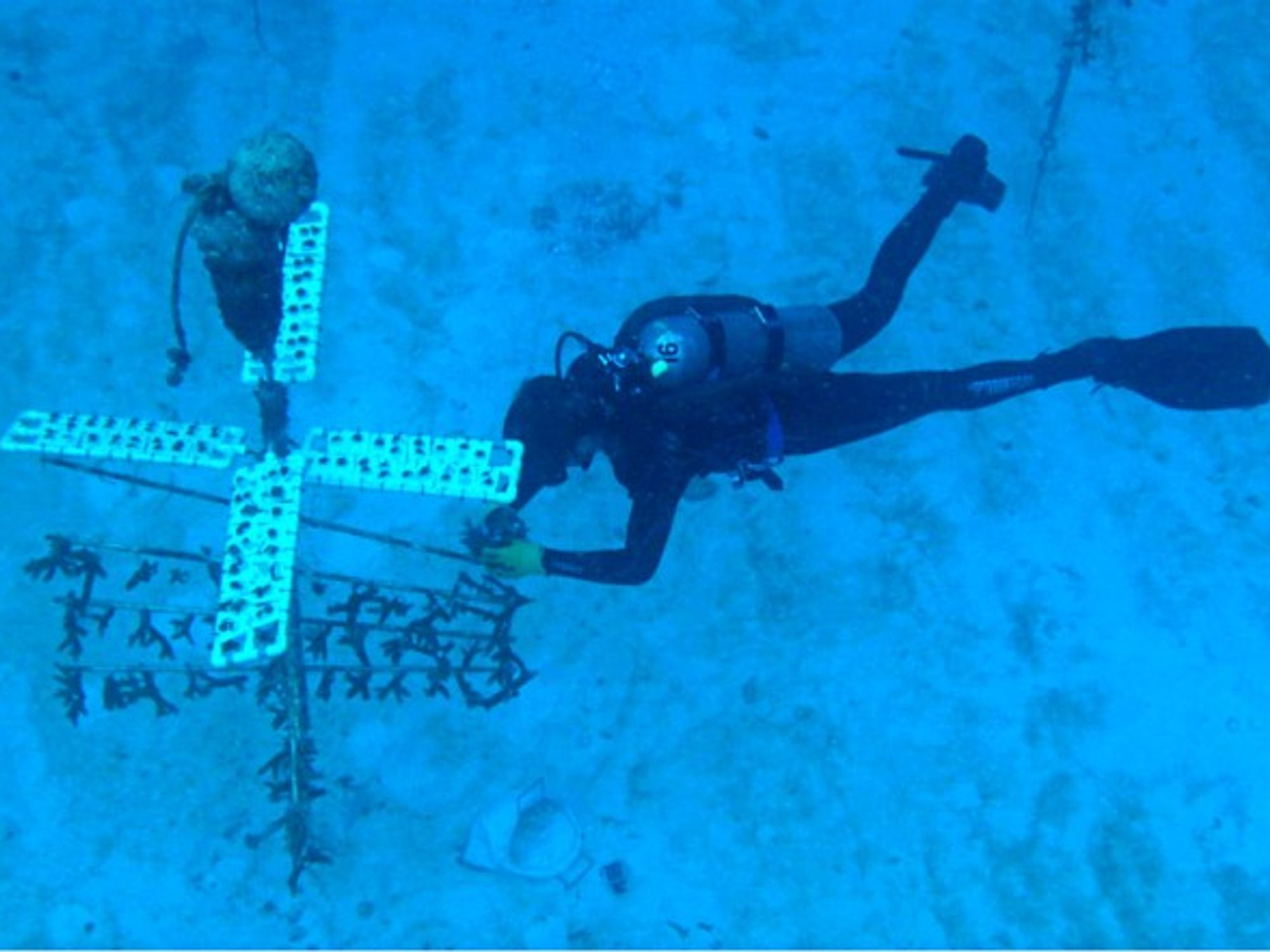 Research Associate Dalton Hesley of University of Miami collects staghorn coral to be replanted
