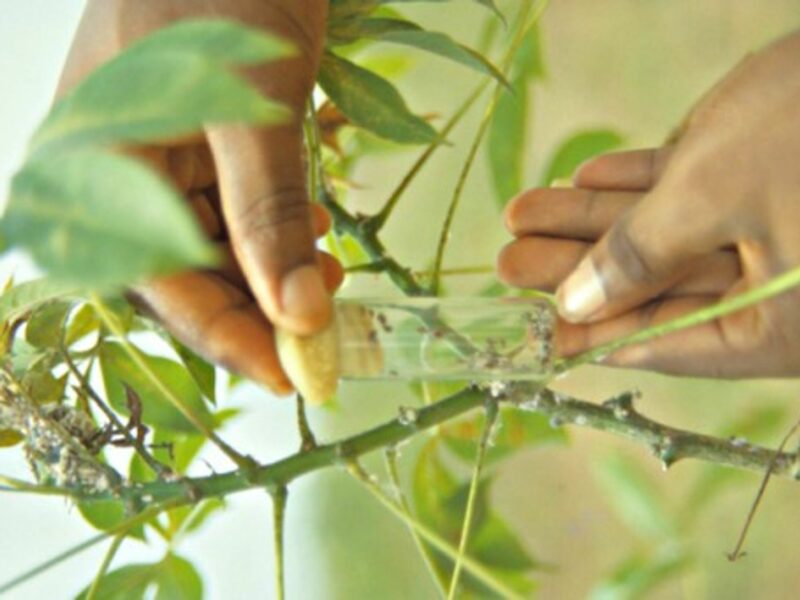 Researcher releasing mealybugs' natural enemy