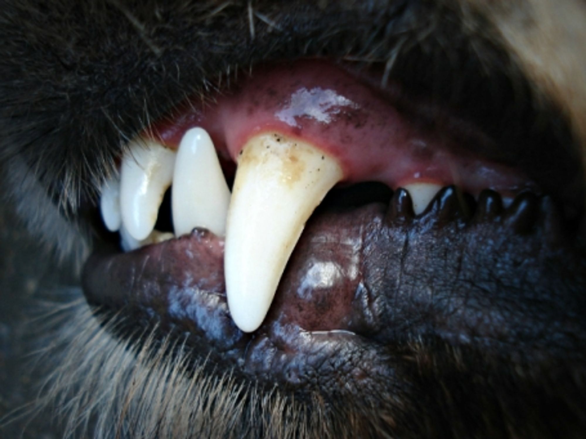 Return To The Wild: When Abandoned Dogs And Cats Become Predators