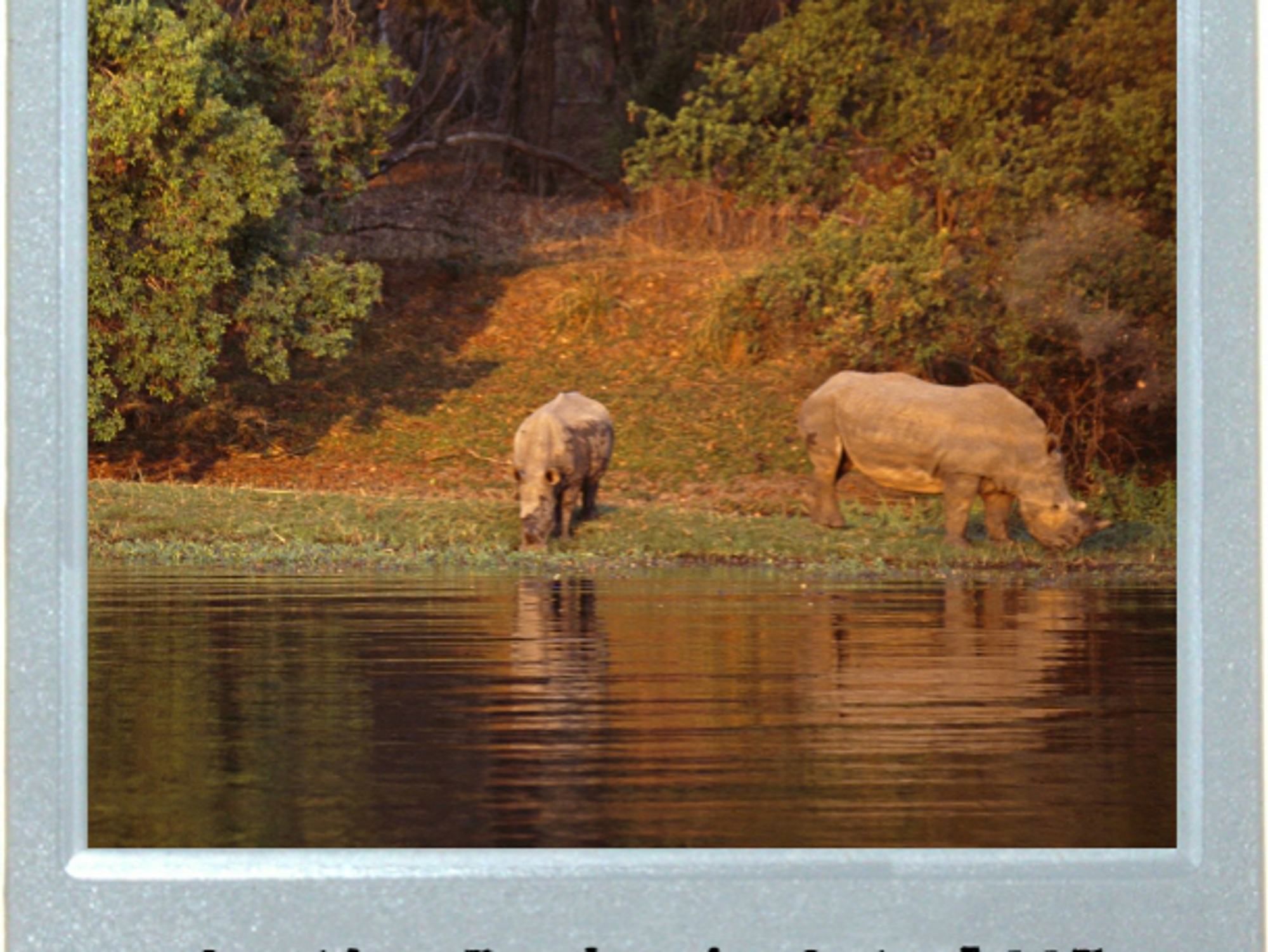 Rhinoceros And Champagne