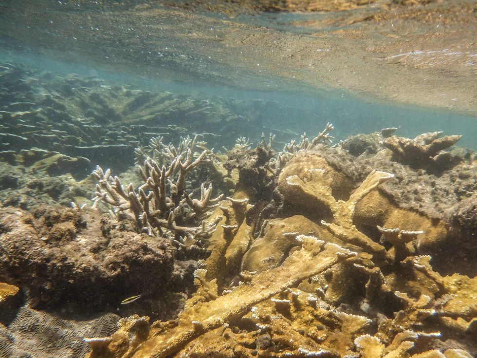Ricardo Laureano, underwater, records the measurements of elkhorn corals at El Eco. The species has proven more resistant than others to rising sea temperatures over time.