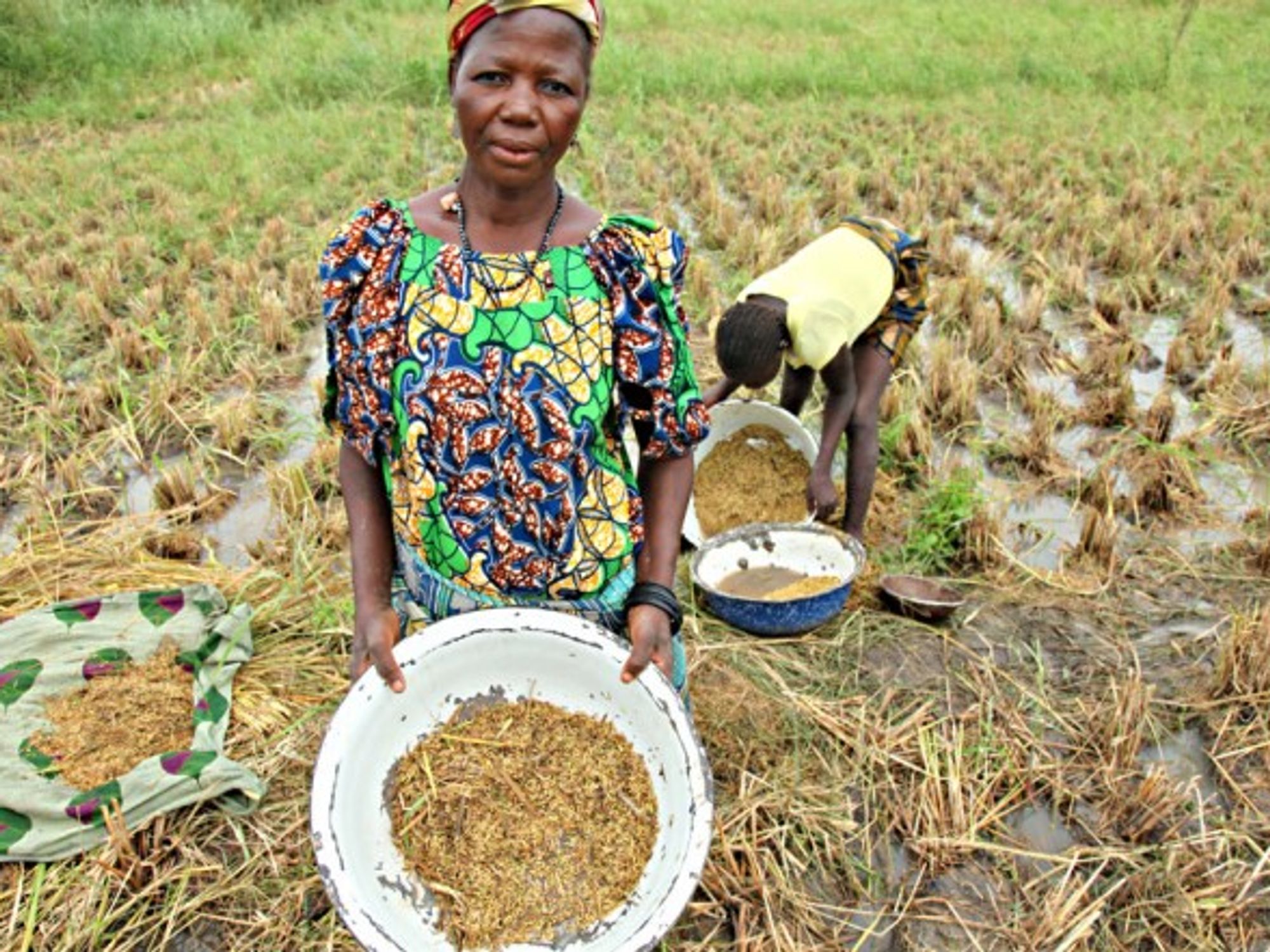 Rice farming in Wushishi, Nigeria