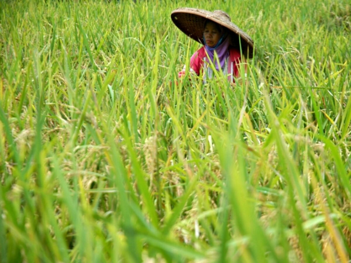 Rice harvest in West Java, Indonesia