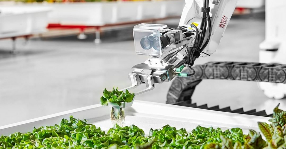 Robots cultivate plants at the Iron Ox greenhouse