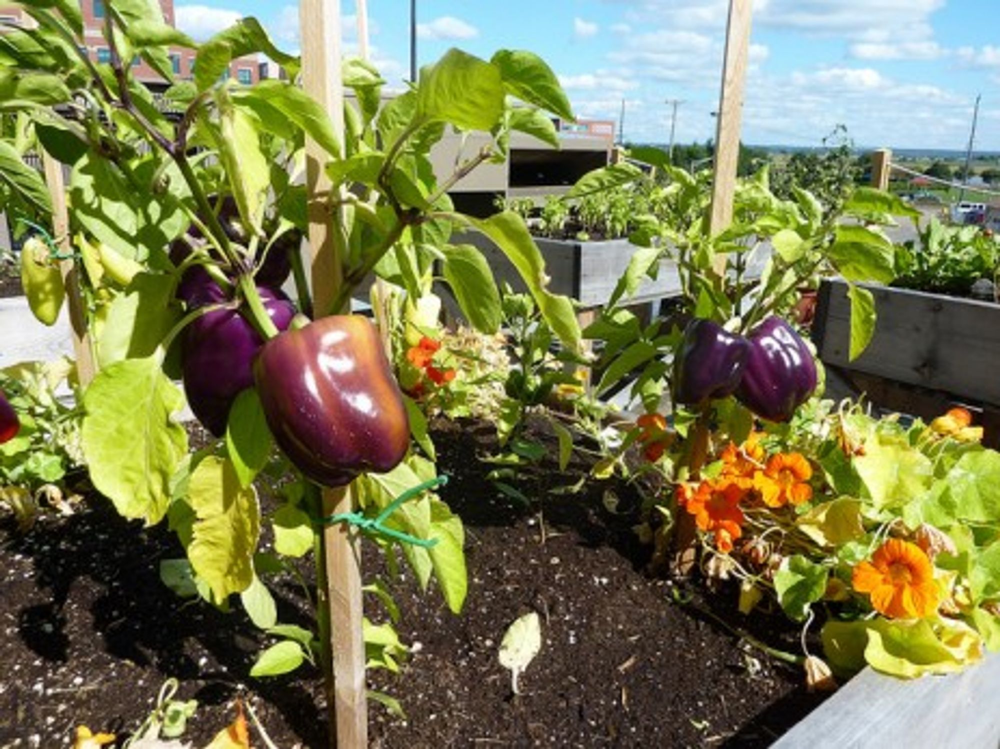 Rooftop city farming is growing more and more popular