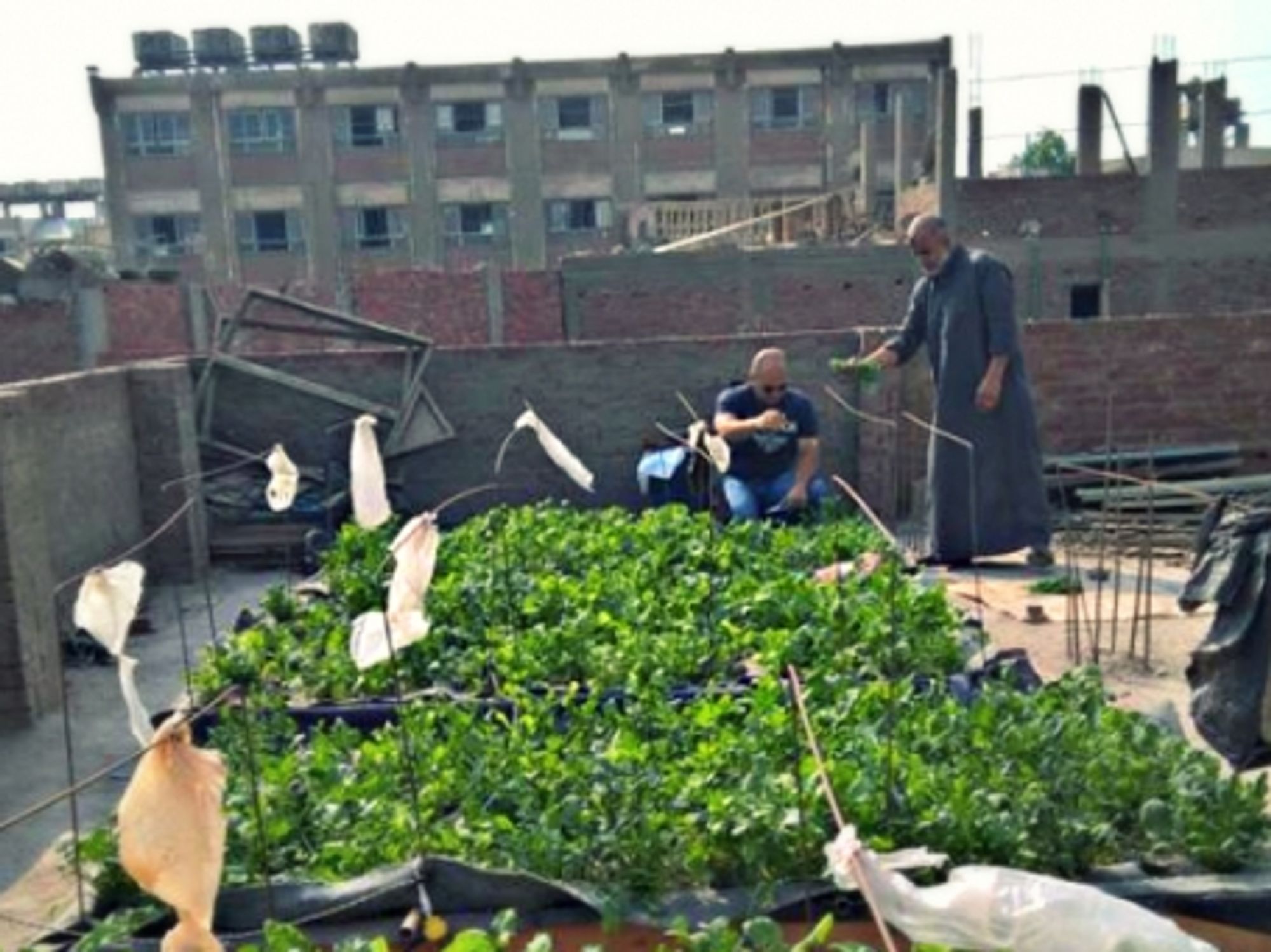Rooftop gardening in Egypt