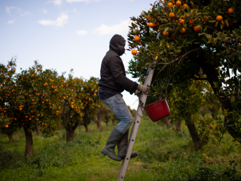 Rosarno, a Senegalese immigrant picking oranges in Calabria in February