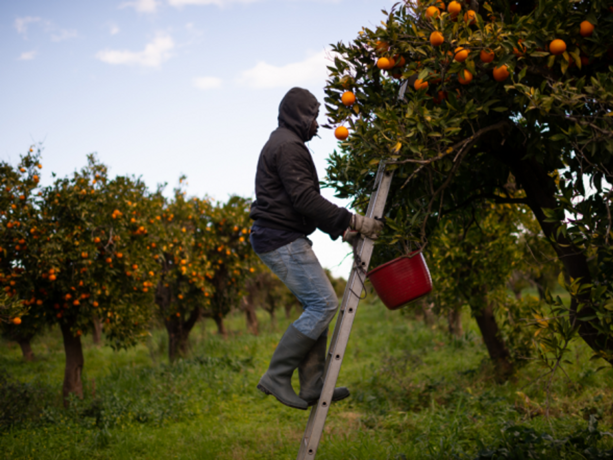 Rosarno, a Senegalese immigrant picking oranges in Calabria in February