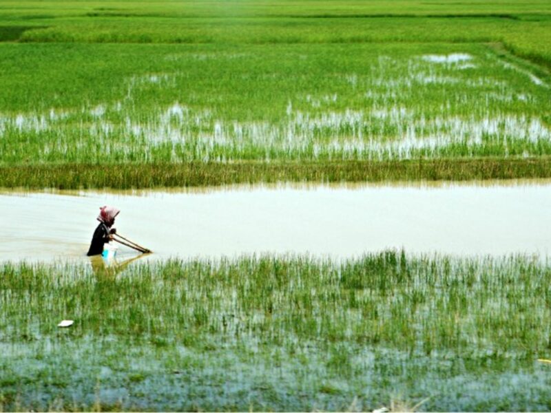 Rural Vietnam rice paddies, Ho Chi Minh City