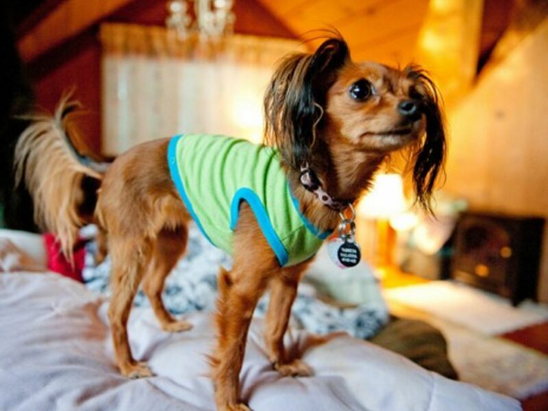 Russian Toy Terrier