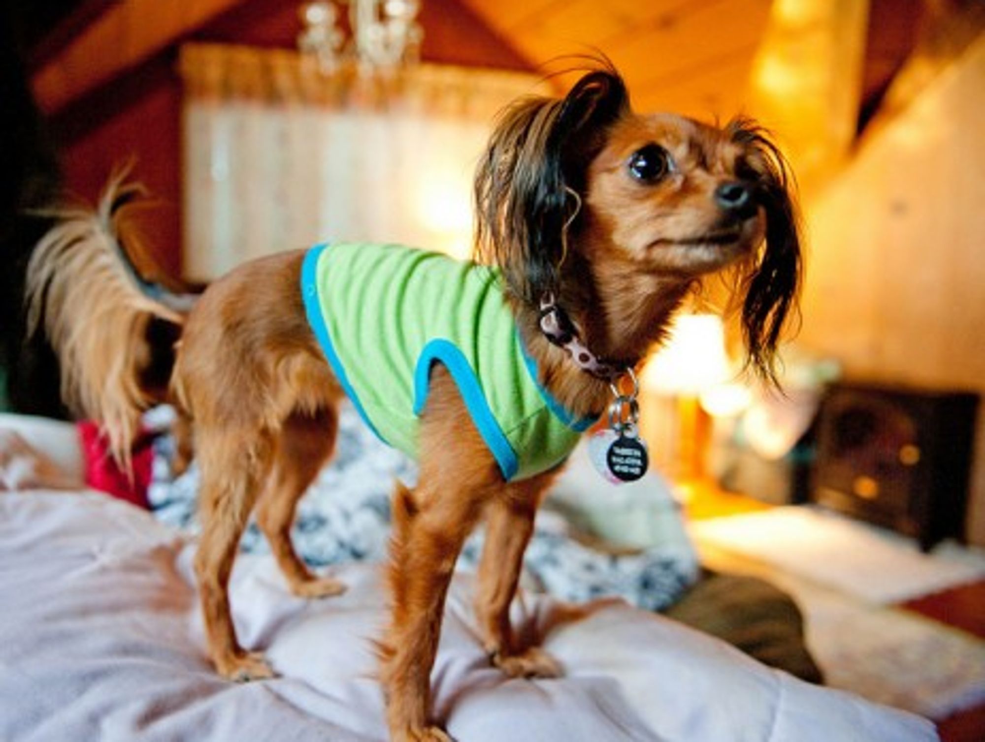 Russian Toy Terrier