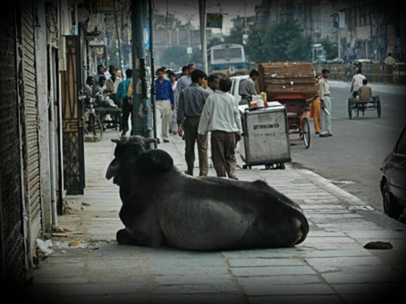 Sacred cow in New Delhi