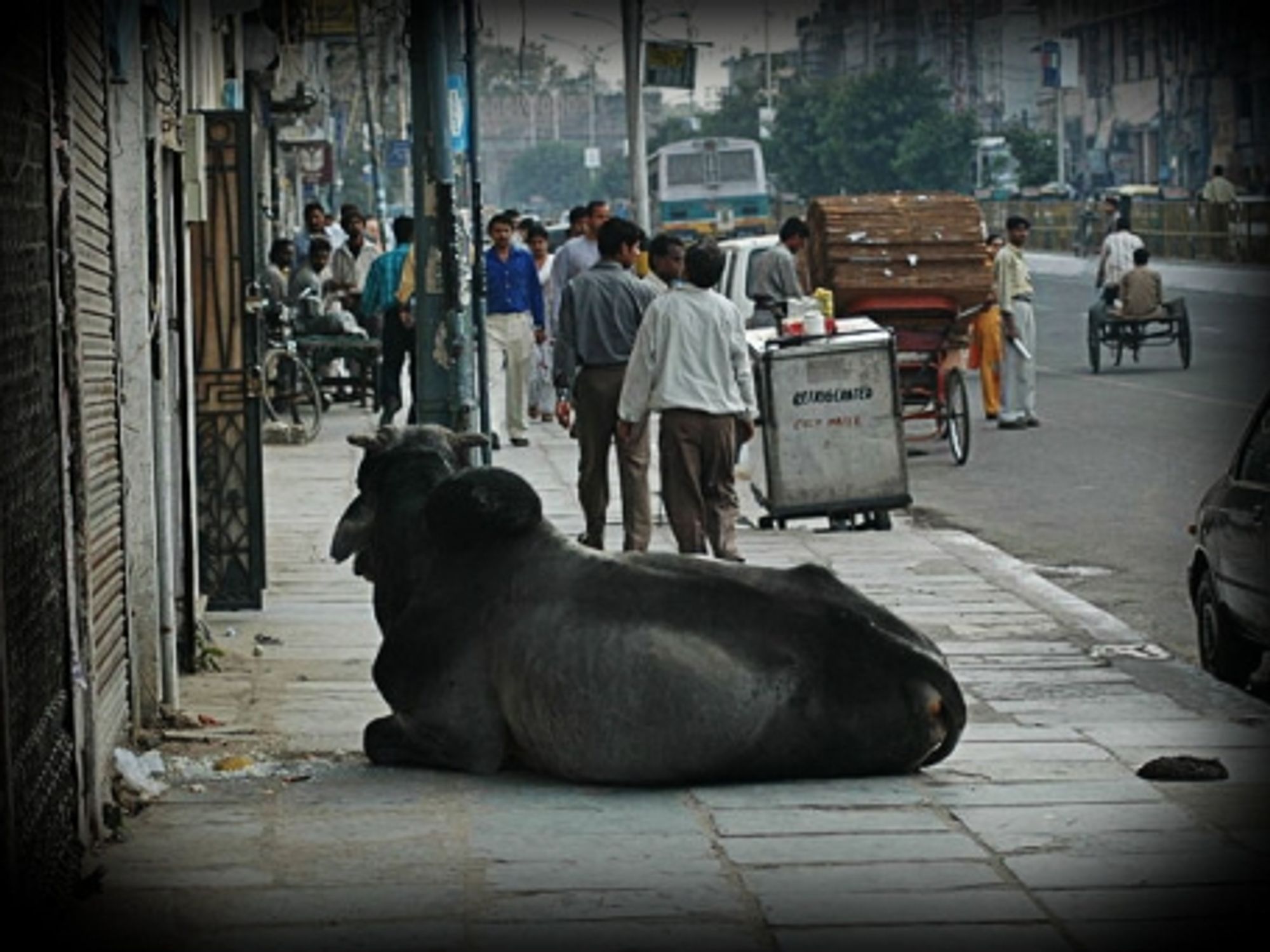 Sacred cow in New Delhi