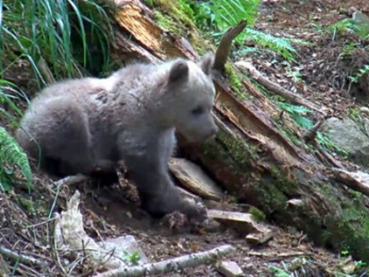 Sad End For Orphaned Bear Cub In Pyrenees Enclosure
