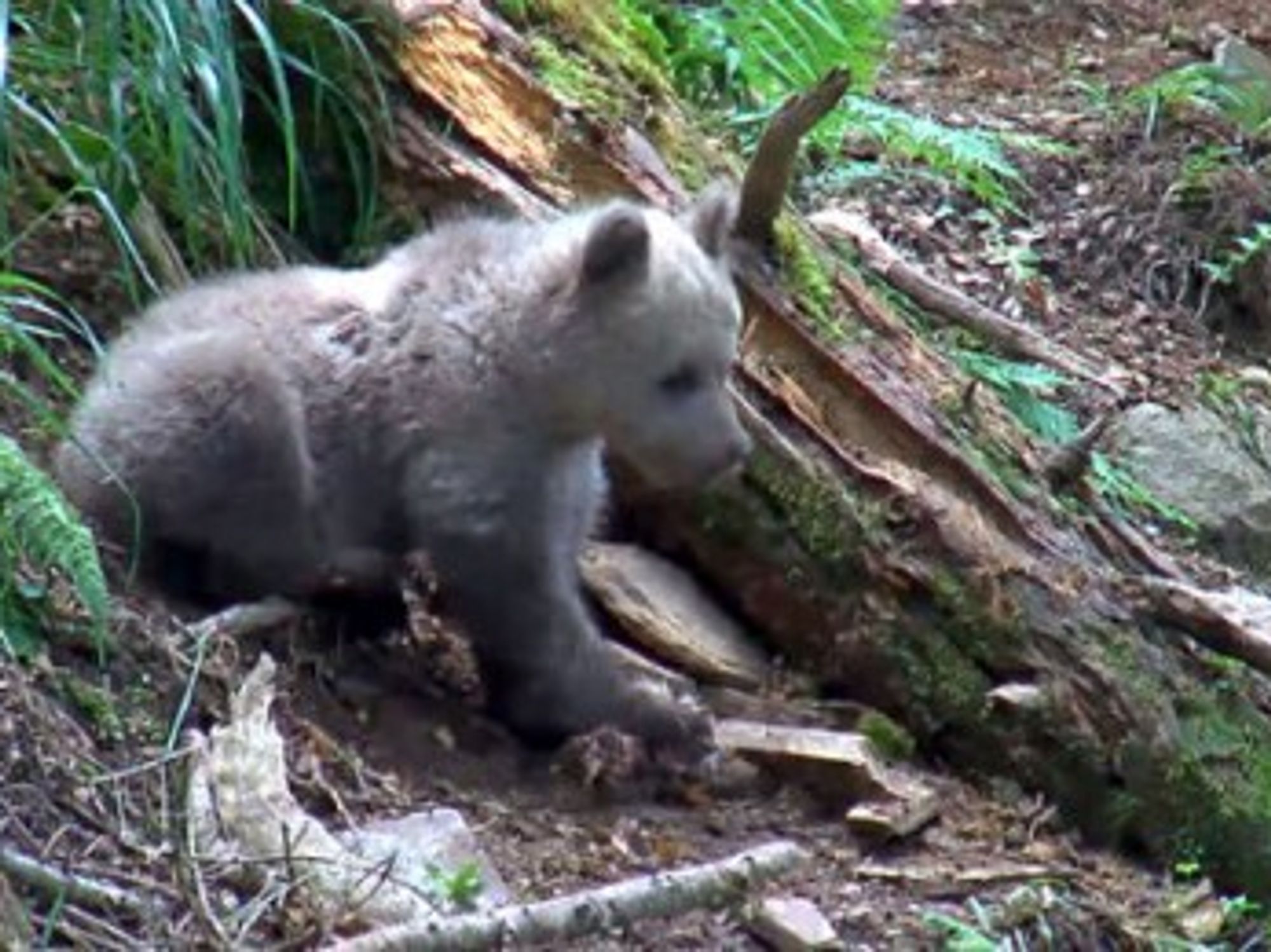Sad End For Orphaned Bear Cub In Pyrenees Enclosure