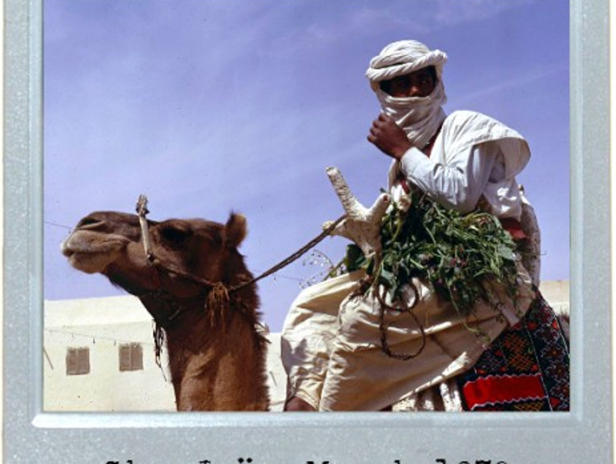 Saharan Fun