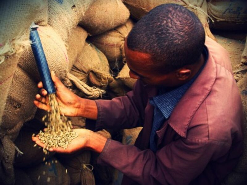 Sampling Ethiopian coffee beans