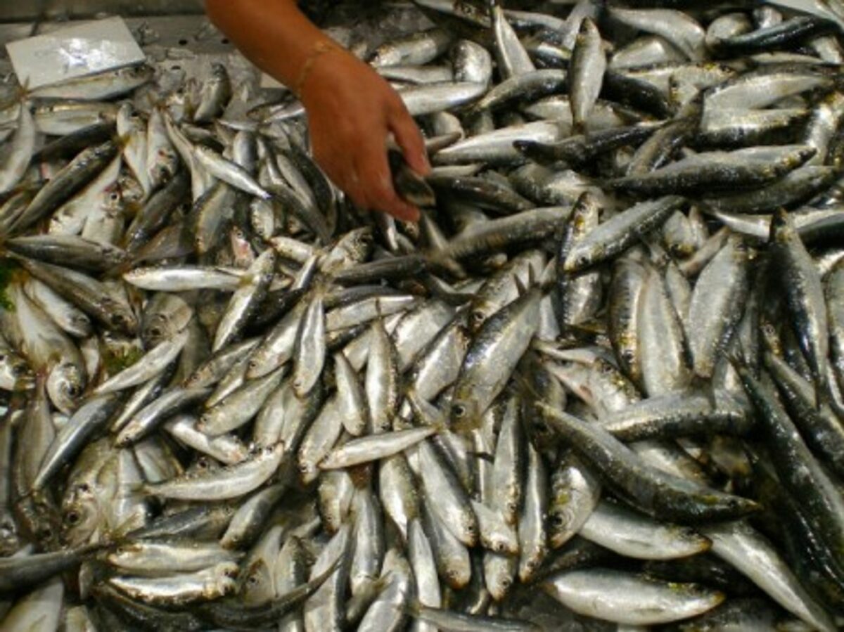 Sardines at the Loule market in Portugal
