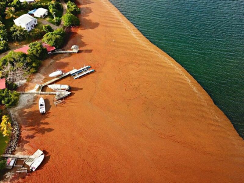 Sargassum on a beach on May, 11 at Le Robert in Martinique, French Antilles
