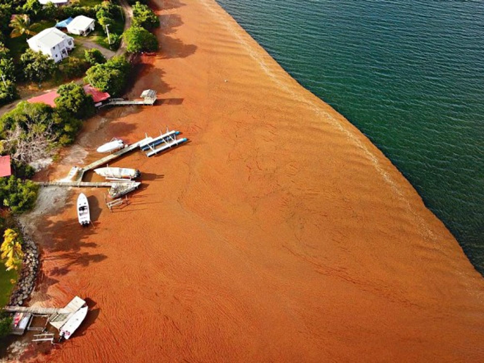 Sargassum on a beach on May, 11 at Le Robert in Martinique, French Antilles