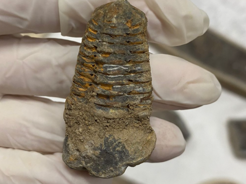 Scientific Colonialism? Time For Looted Ceará Fossils To Go Back To Brazil