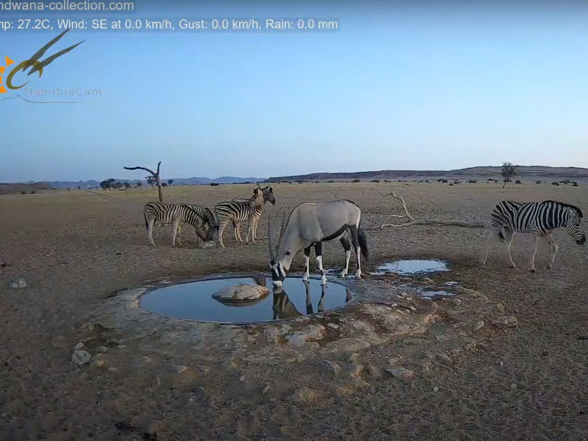 Screenshot of a livecam showing zebras at Gondwana Namib Park, Namibia.