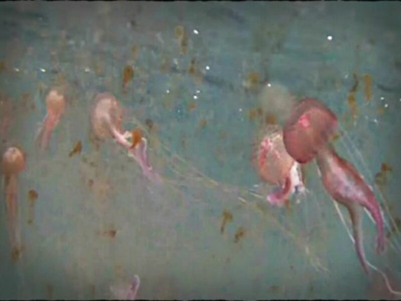 Screenshot of "Filicudi, l'invasione delle meduse"