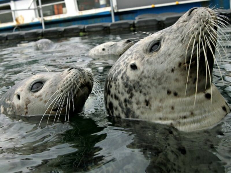 Seals on the Baltic Sea