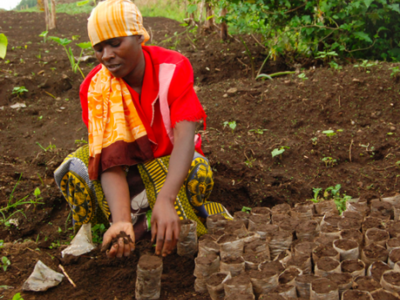Searching for more fertile soil in DRC