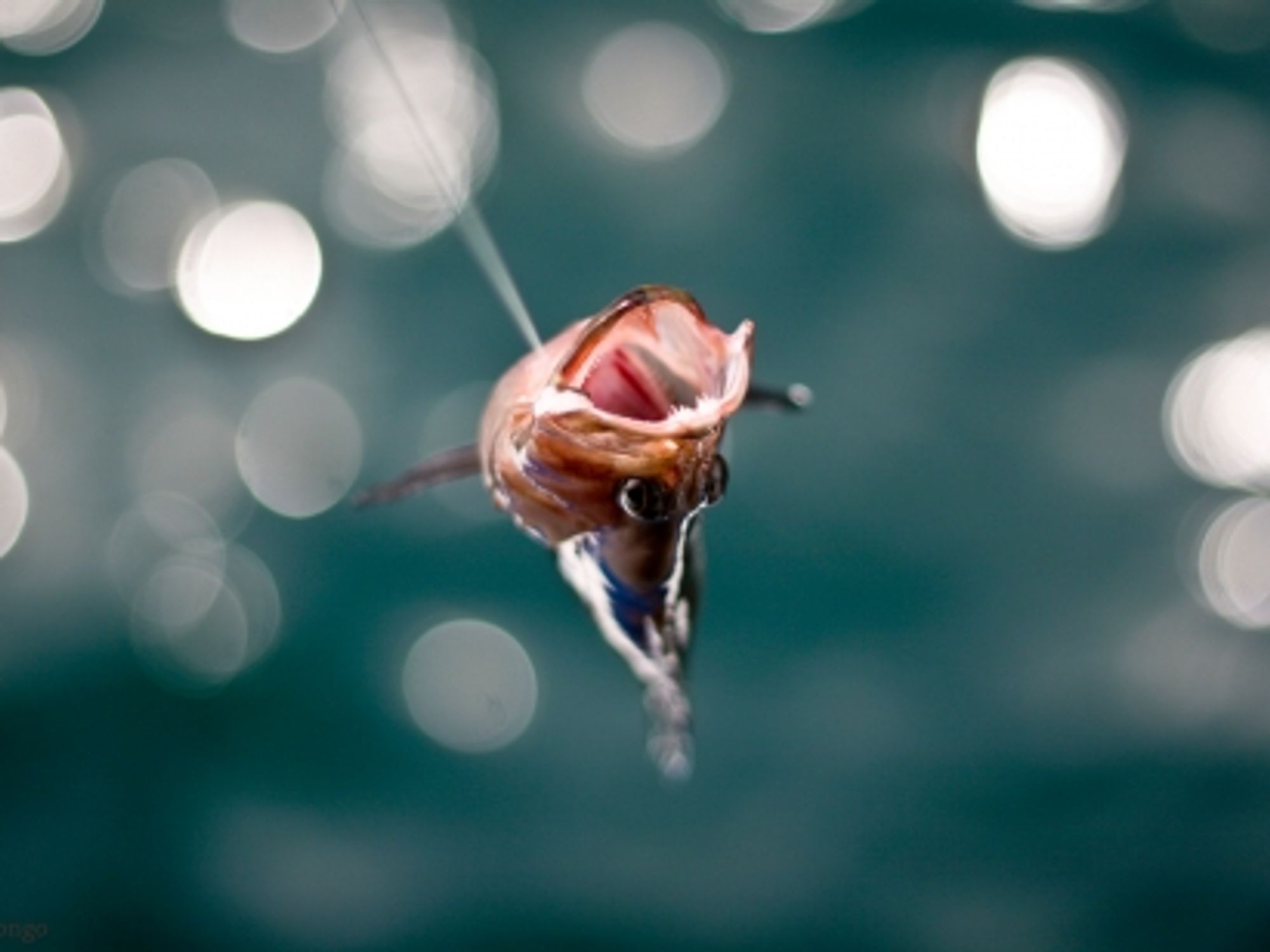 Seas And Oceans Being 'Emptied of Fish,' Nature Fund Warns