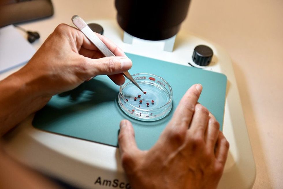 Seeds are tested for viability at the U.S. Department of Agriculture.