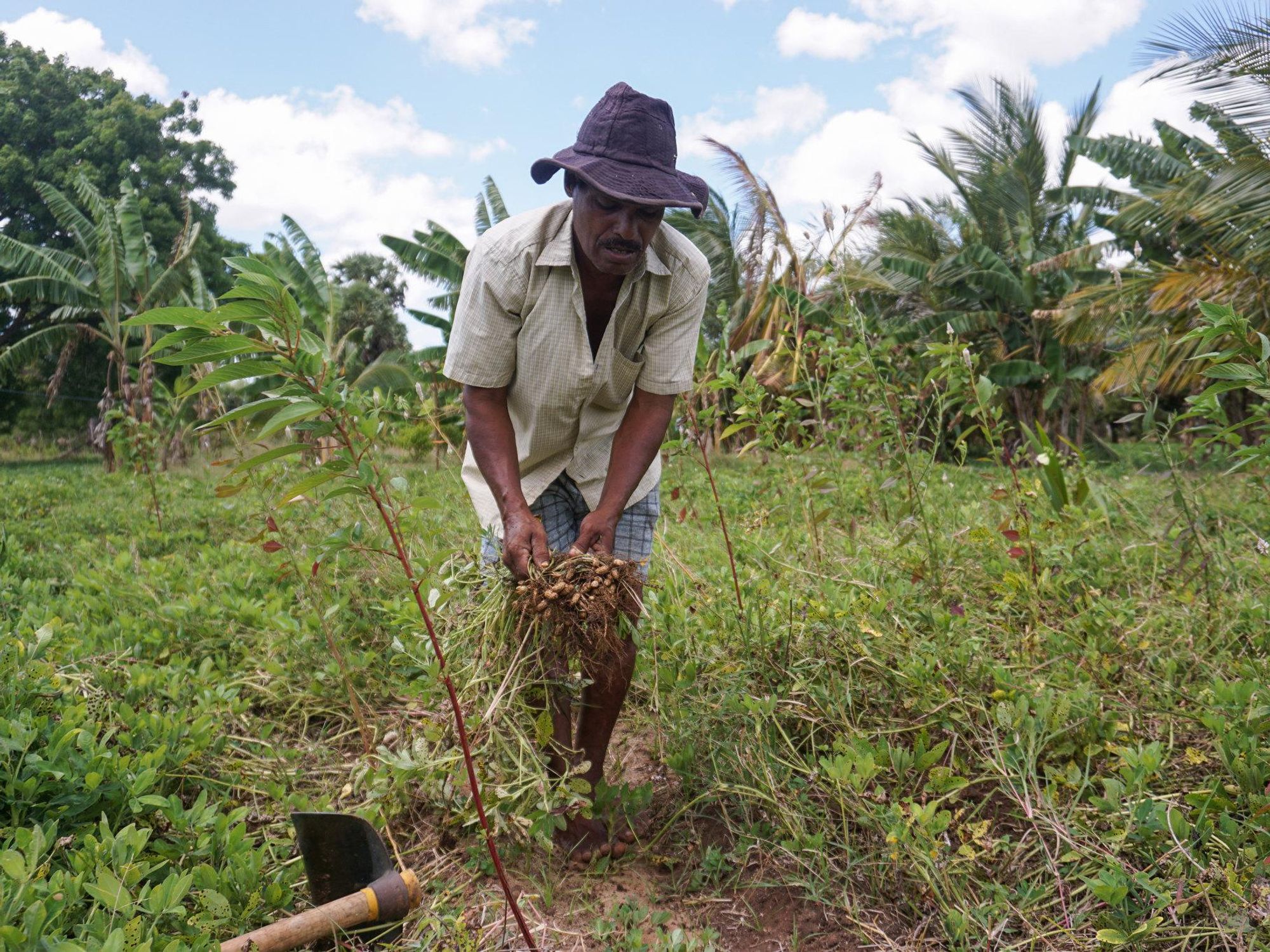 Sri Lanka: How Protecting The Environment Is Killing Agriculture